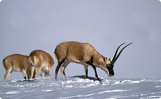 endangered chiru antelope, adult