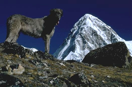 Namche of Chillingsworth, first Irish Wolfhound on Kala Patar, Everest cirque