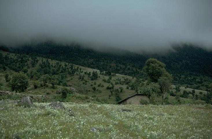 Meadow above Changma/Bandar