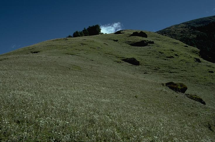 Hillside just east of Jumbesi