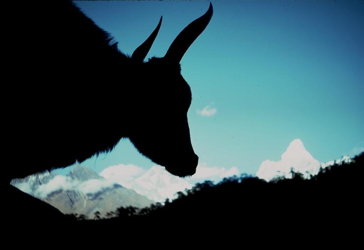 Dzo (half yak) on trail near Syangboche