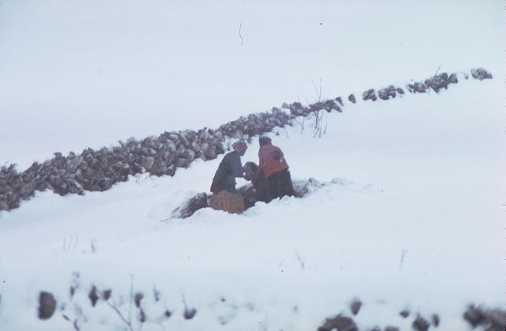 Digging up cached potatoes in Khumjung