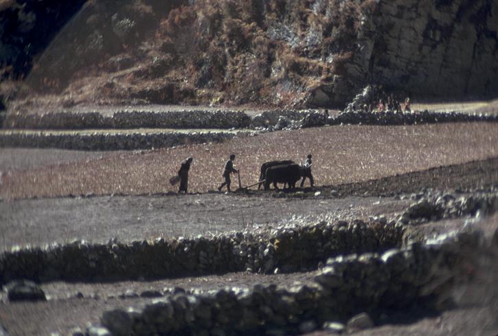 Plowing in Khumjung